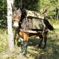 Den vojenské historie výcvikového prostoru Milovice Den vojenské historie výcvikového prostoru Milovice