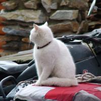 Schneemann (Šumava)