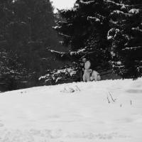 Skischule  Skischule