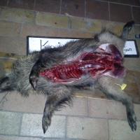 Schneemann (Šumava)